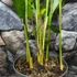 Kép 7/8 - Alpinia galanga - Thai gyömbér