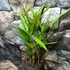 Kép 2/8 - Alpinia galanga - Thai gyömbér
