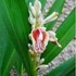 Kép 5/8 - Alpinia galanga - Thai gyömbér