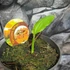 Kép 3/7 - Curcuma longa - Kurkuma (Turmeric)