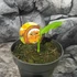 Kép 4/7 - Curcuma longa - Kurkuma (Turmeric)