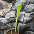 Kép 5/7 - Curcuma longa - Kurkuma (Turmeric)
