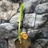 Kép 6/7 - Curcuma longa - Kurkuma (Turmeric)
