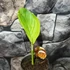 Kép 2/7 - Curcuma longa - Kurkuma (Turmeric)