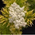Kép 1/9 - Sambucus nigra 'Golden Tower'