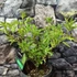 Kép 2/9 - Sambucus nigra 'Golden Tower'