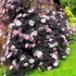 Kép 1/12 - Sambucus nigra 'Black Lace' - bordó, szeldelt levelű bodza