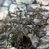 Kép 11/12 - Sambucus nigra 'Black Lace' - bordó, szeldelt levelű bodza