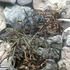 Kép 3/12 - Sambucus nigra 'Black Lace' - bordó, szeldelt levelű bodza