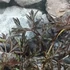 Kép 4/12 - Sambucus nigra 'Black Lace' - bordó, szeldelt levelű bodza