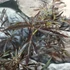 Kép 5/12 - Sambucus nigra 'Black Lace' - bordó, szeldelt levelű bodza