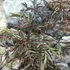 Kép 6/12 - Sambucus nigra 'Black Lace' - bordó, szeldelt levelű bodza