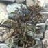 Kép 7/12 - Sambucus nigra 'Black Lace' - bordó, szeldelt levelű bodza