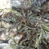 Kép 8/12 - Sambucus nigra 'Black Lace' - bordó, szeldelt levelű bodza