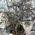Kép 9/12 - Sambucus nigra 'Black Lace' - bordó, szeldelt levelű bodza