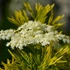Kép 1/9 - Sambucus nigra 'Golden Tower®' – arany, szeldelt levelű bodza