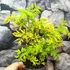 Kép 3/9 - Sambucus nigra 'Golden Tower®' – arany, szeldelt levelű bodza