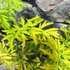 Kép 4/9 - Sambucus nigra 'Golden Tower®' – arany, szeldelt levelű bodza