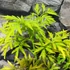 Kép 5/9 - Sambucus nigra 'Golden Tower®' – arany, szeldelt levelű bodza