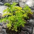 Kép 6/9 - Sambucus nigra 'Golden Tower®' – arany, szeldelt levelű bodza