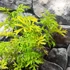 Kép 7/9 - Sambucus nigra 'Golden Tower®' – arany, szeldelt levelű bodza