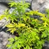 Kép 8/9 - Sambucus nigra 'Golden Tower®' – arany, szeldelt levelű bodza