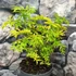 Kép 2/9 - Sambucus nigra 'Golden Tower®' – arany, szeldelt levelű bodza