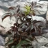 Kép 4/9 - Sambucus nigra 'Black Tower' - oszlopos bordó levelű bodza