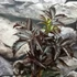 Kép 5/9 - Sambucus nigra 'Black Tower' - oszlopos bordó levelű bodza