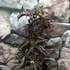 Kép 7/9 - Sambucus nigra 'Black Tower' - oszlopos bordó levelű bodza