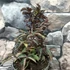 Kép 2/9 - Sambucus nigra 'Black Tower' - oszlopos bordó levelű bodza
