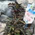 Kép 3/9 - Sambucus nigra 'Black Tower' - oszlopos bordó levelű bodza