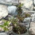Kép 2/8 - Sambucus nigra 'Black Beauty' -  vöröslombú bodza