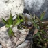 Kép 6/8 - Sambucus nigra 'Black Beauty' -  vöröslombú bodza
