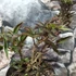 Kép 7/8 - Sambucus nigra 'Black Beauty' -  vöröslombú bodza