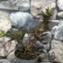 Kép 3/8 - Sambucus nigra 'Black Beauty' -  vöröslombú bodza