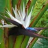 Kép 1/11 - Strelitzia nicolai, 3 növény egy cserépben