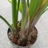 Kép 5/11 - Strelitzia nicolai, 3 növény egy cserépben