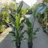 Kép 2/11 - Strelitzia nicolai, 3 növény egy cserépben