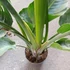 Kép 6/11 - Strelitzia nicolai, 3 növény egy cserépben
