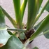 Kép 7/11 - Strelitzia nicolai, 3 növény egy cserépben