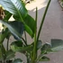 Kép 8/11 - Strelitzia nicolai, 3 növény egy cserépben