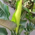 Kép 10/11 - Strelitzia nicolai, 3 növény egy cserépben