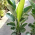 Kép 3/11 - Strelitzia nicolai, 3 növény egy cserépben