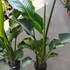 Kép 11/11 - Strelitzia nicolai, 3 növény egy cserépben