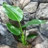 Kép 4/11 - Strelitzia nicolai - papagájvirág
