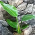 Kép 2/11 - Strelitzia nicolai - papagájvirág