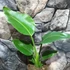 Kép 5/11 - Strelitzia nicolai - papagájvirág
