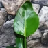 Kép 6/11 - Strelitzia nicolai - papagájvirág
