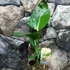 Kép 3/11 - Strelitzia nicolai - papagájvirág
